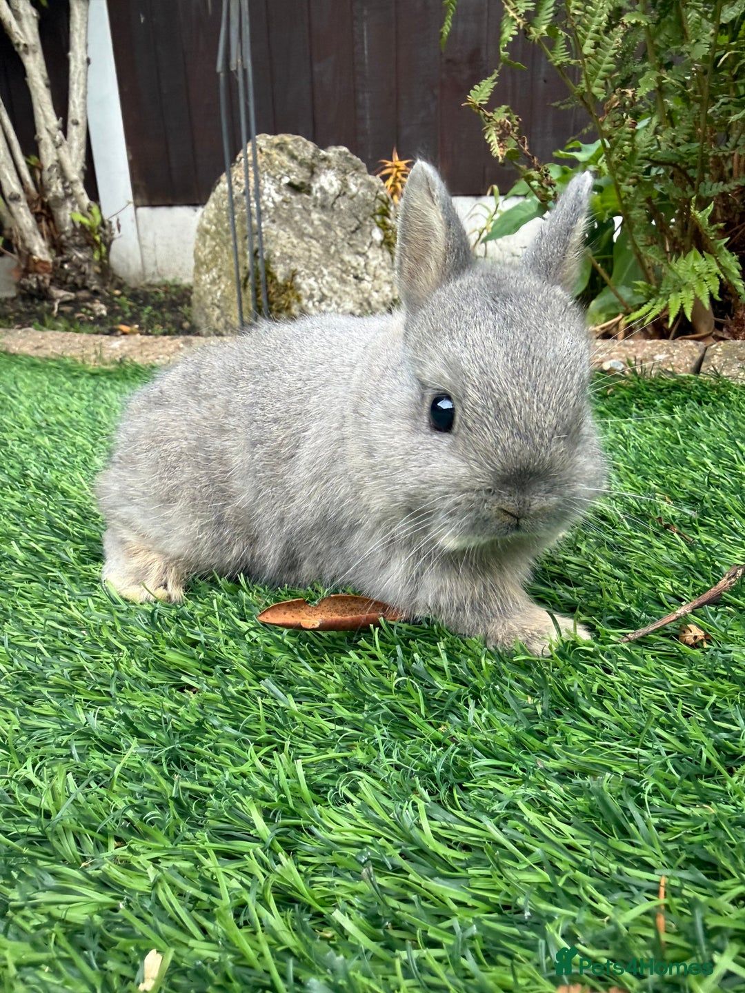 Netherland Dwarf rabbits for sale: Pure Netherland Dwarf - Image 6