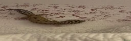 Leopard Gecko reptiles for sale: Leopard gecko  in Manchester - Advert 3