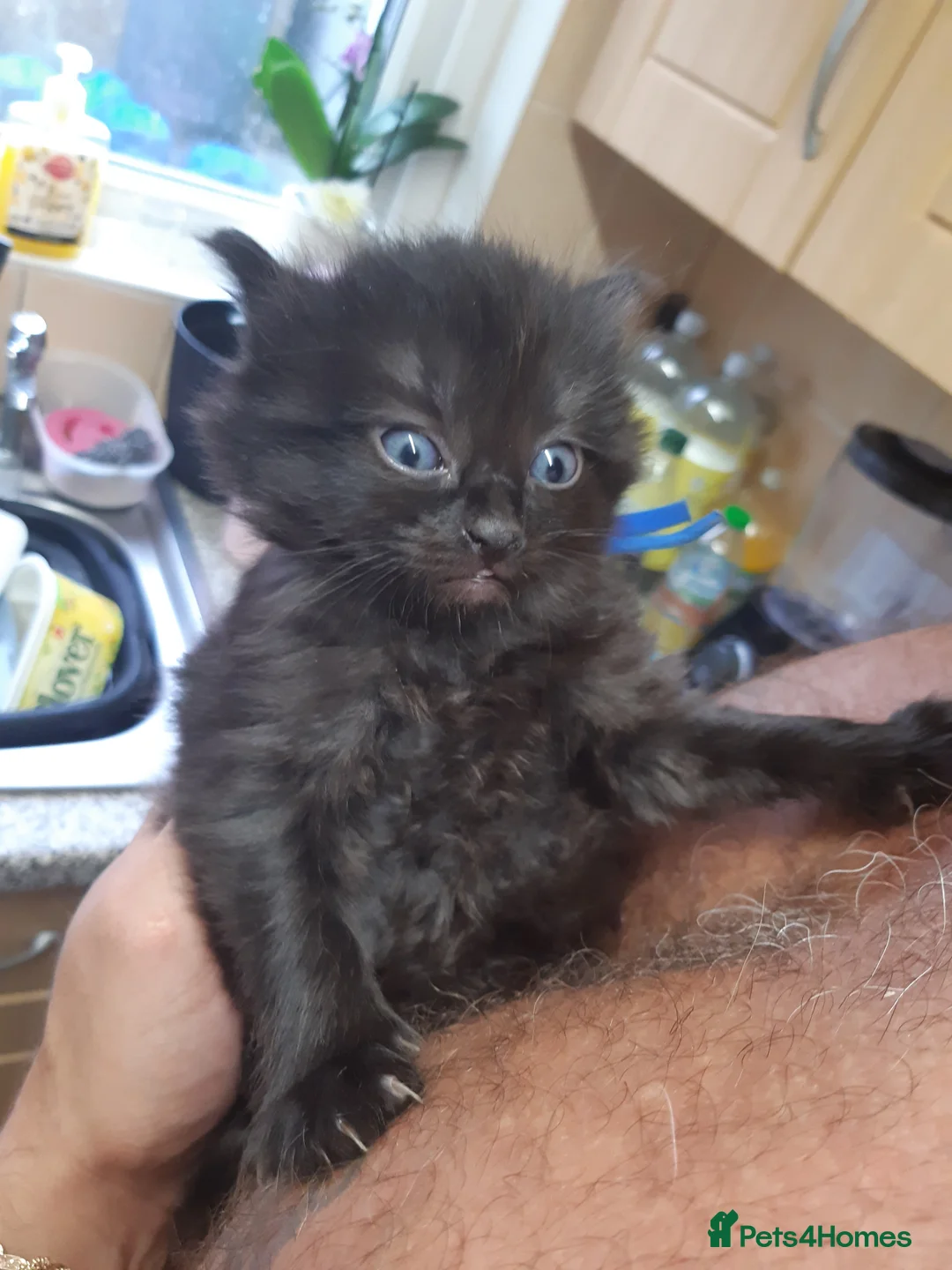 Ragdoll cats for sale: Black fluffy ragdoll x domestic kittens  - Advert 8