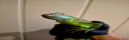 Iguana reptiles for sale: Baby green iguanas  - Advert 2