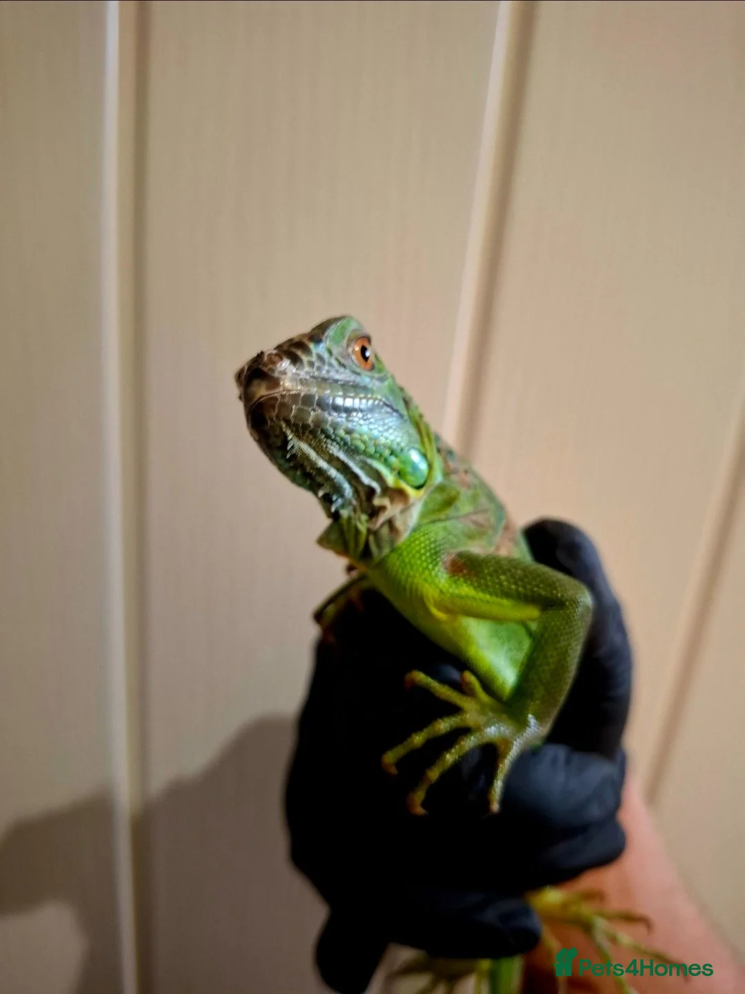 Iguana reptiles for sale: Baby green iguanas  - Advert 2