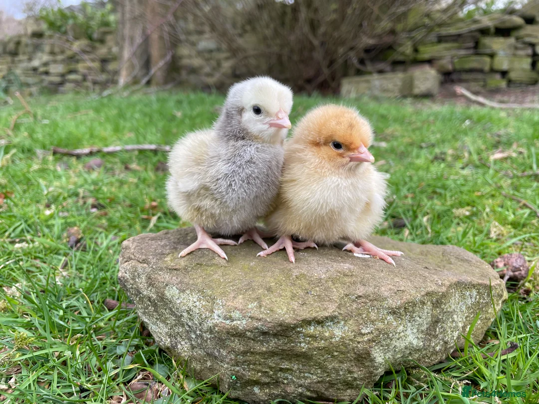Chickens poultry for sale: 🩶🧡Buff Orpington & Silver Laced chicks 🧡🩶 - Advert 2