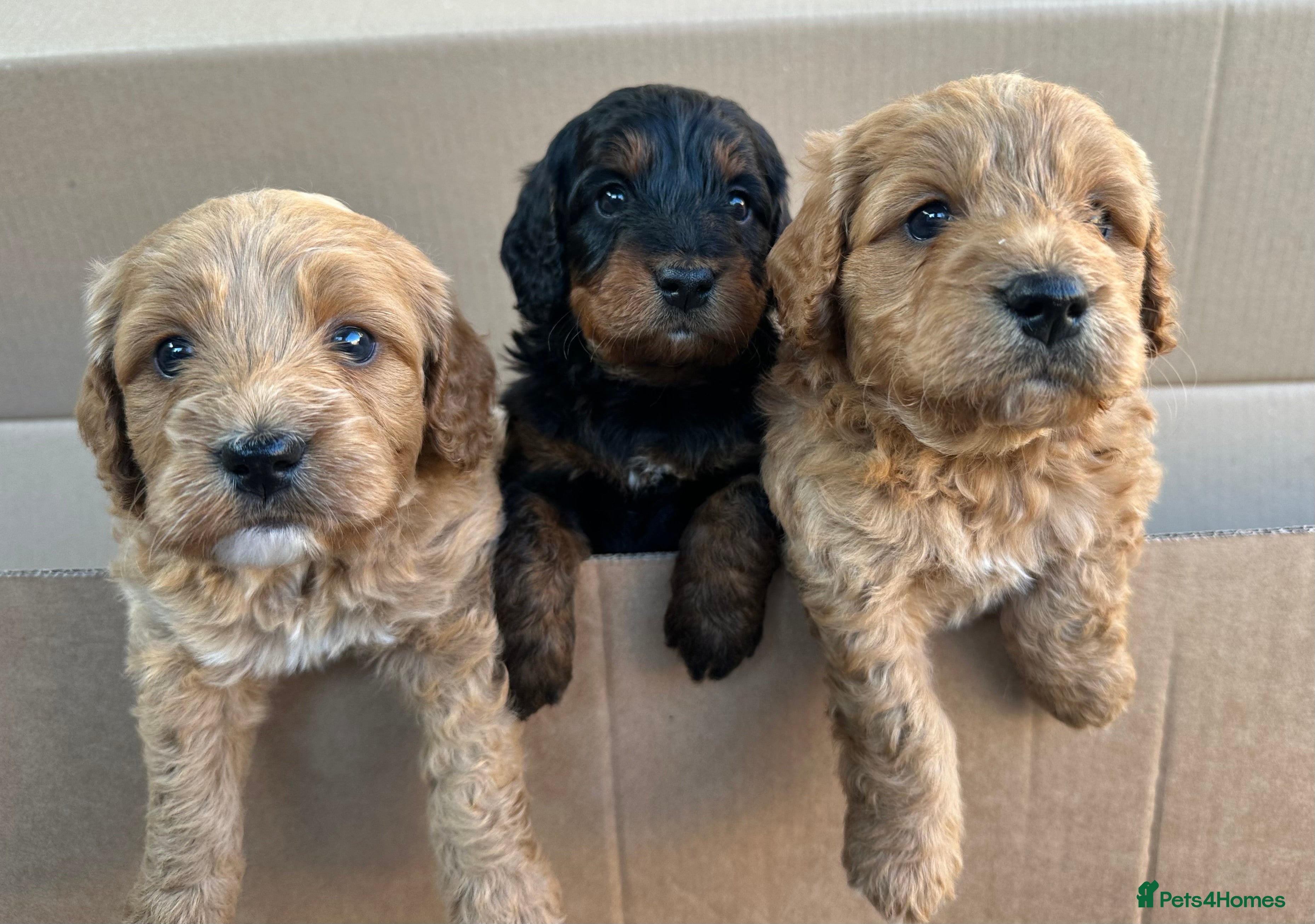 Cockapoo dogs 🌟FINAL 3 F1 COCKAPOO PUPPIES🌟  - Advert 12