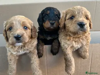 Cockapoo dogs 🌟FINAL 3 F1 COCKAPOO PUPPIES🌟 - Advert 12