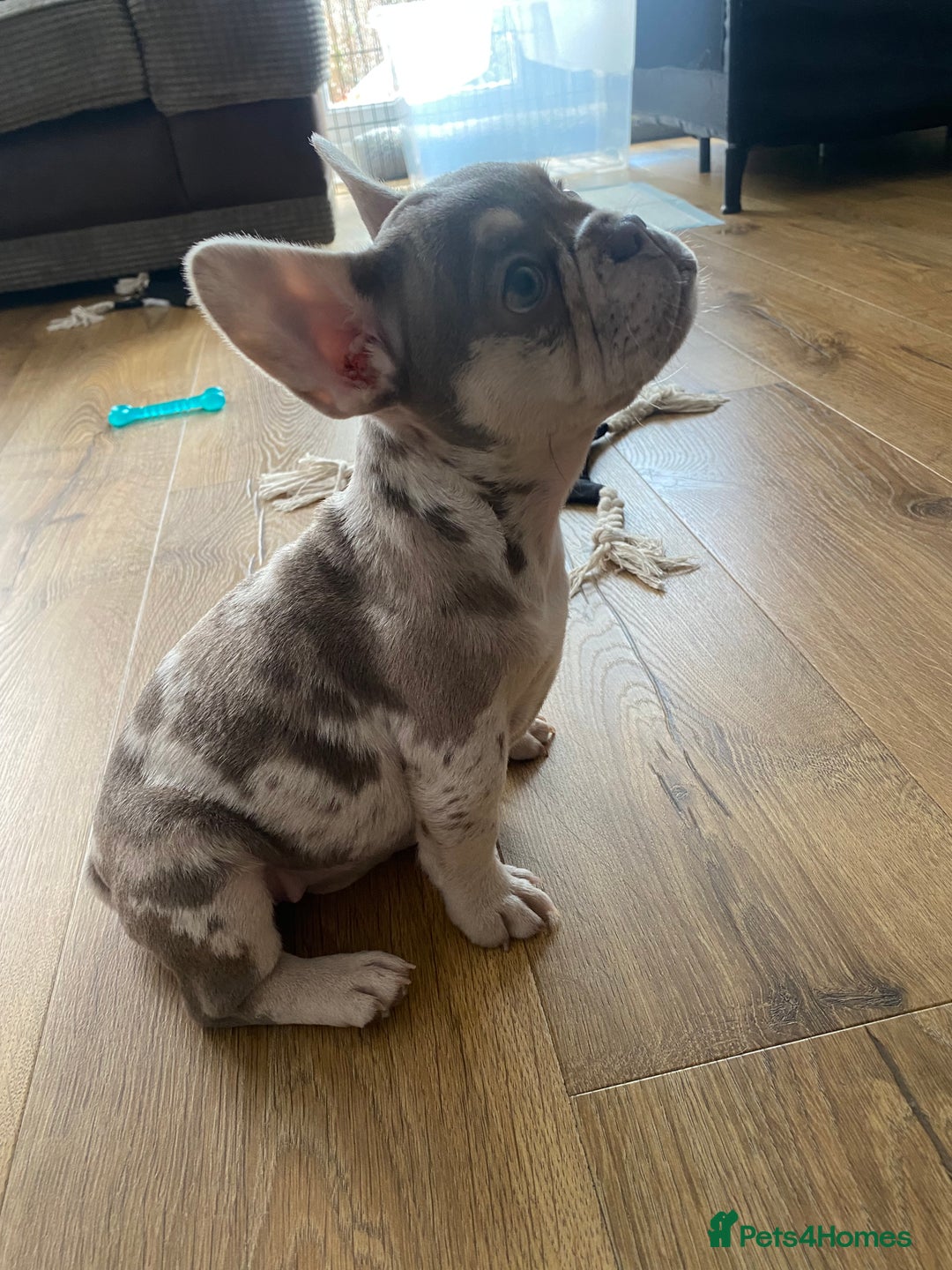 French Bulldog dogs for sale: Beautiful frenchies - Image 2