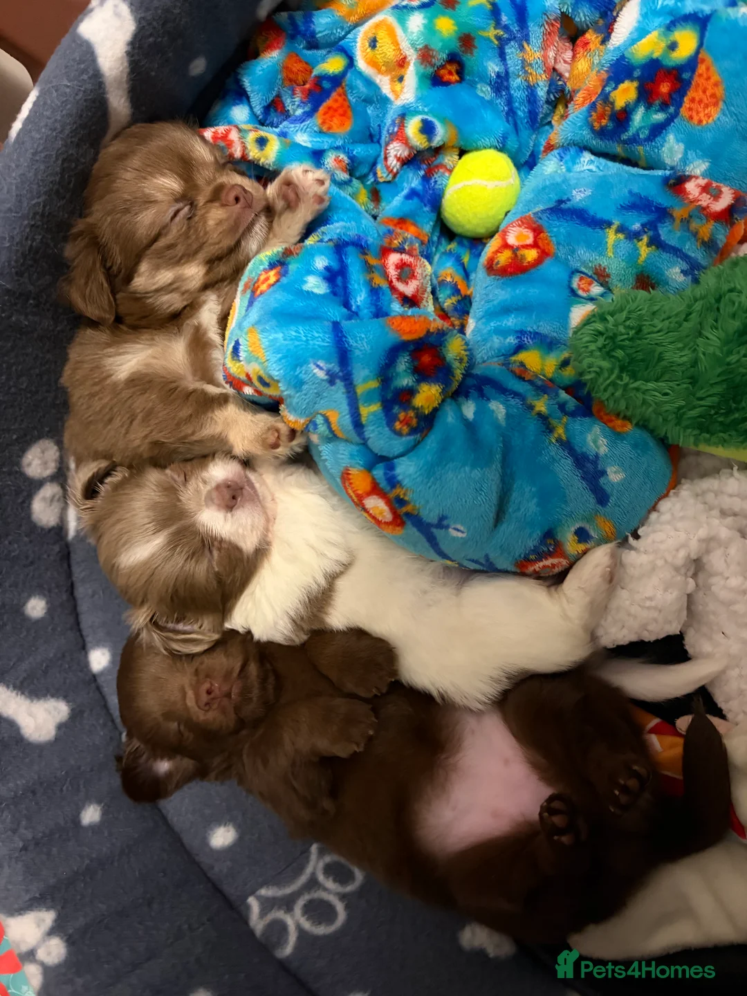 Chihuahua dogs for sale: One solid chocolate female chihuahua left!! ⭐️⭐️⭐️ - Advert 17