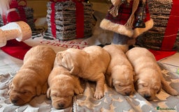 Labrador Retriever dogs for sale: Adorable fox red puppies  - Advert 5