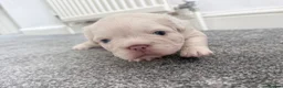 French Bulldog dogs for sale: RARE FLUFFY FRENCHIE PUPPIES!! - Advert 11