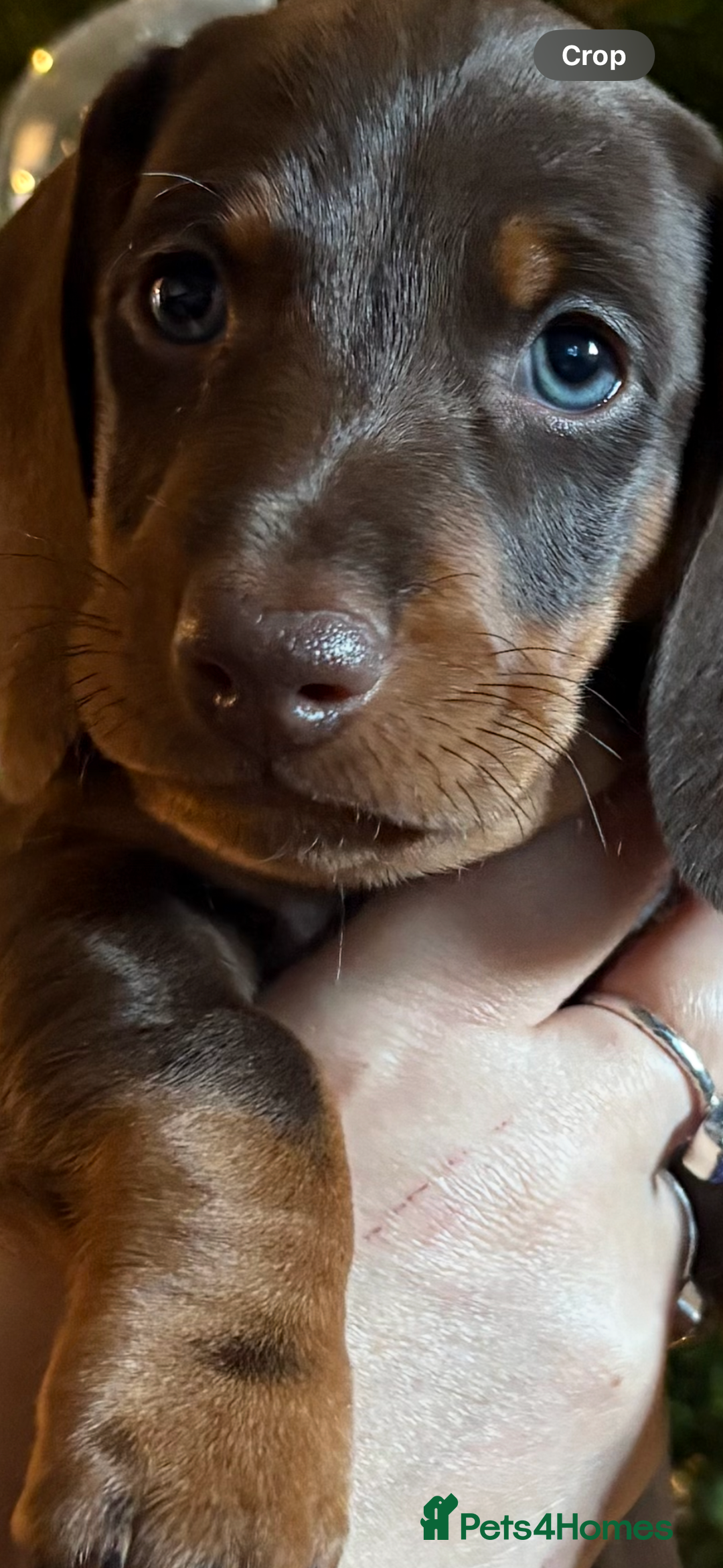 Dachshund dogs for sale: Standard dachshund puppies - Advert 5