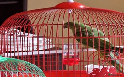 Ringnecks birds for sale: Juvenile DNA sexed Female Ringneck  - Image 4