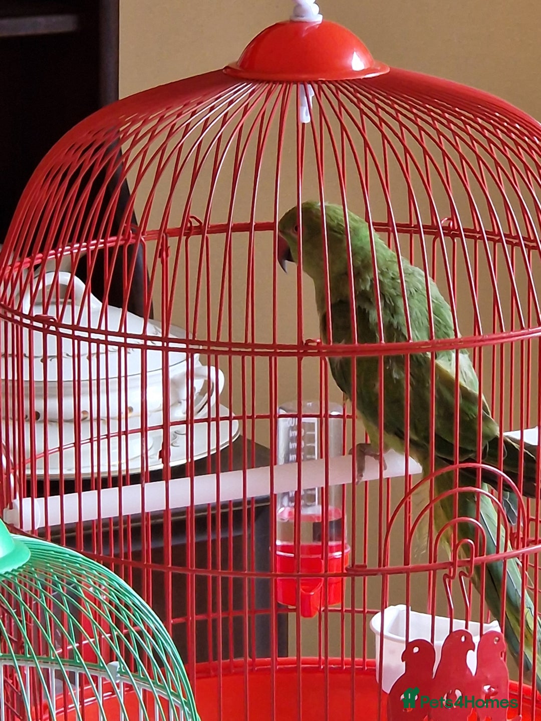 Ringnecks birds for sale: Juvenile DNA sexed Female Ringneck  - Image 4