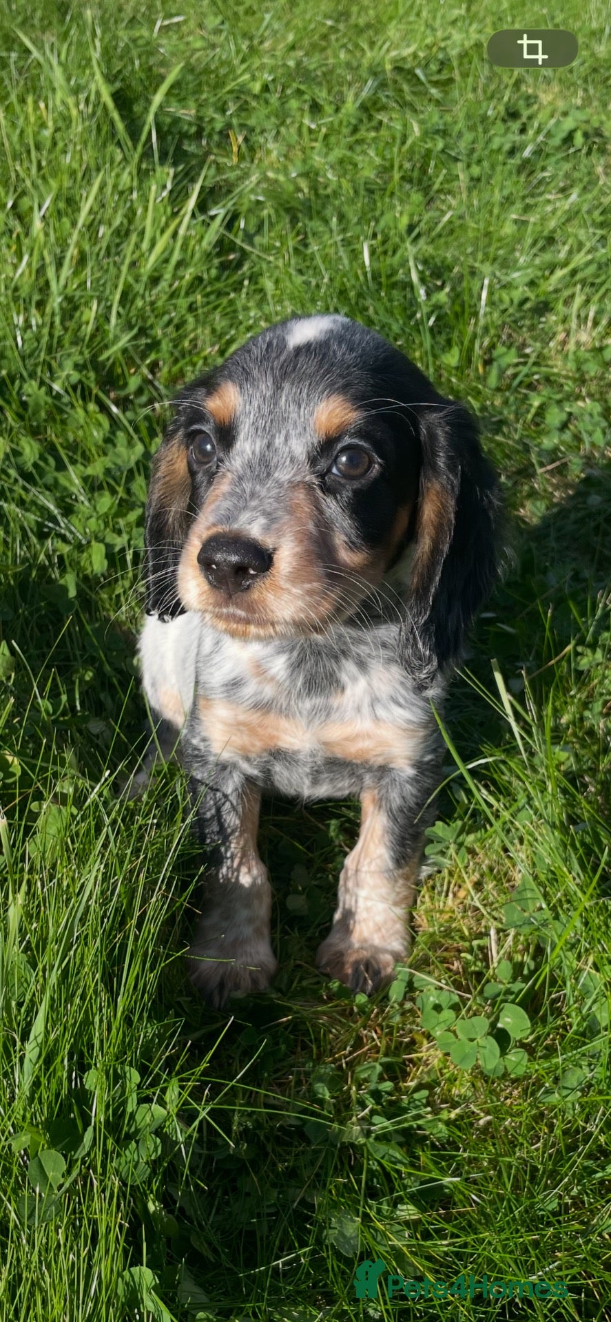 Cocker Spaniel dogs Beautiful Kc reg working cocker spaniel puppies  - Advert 1