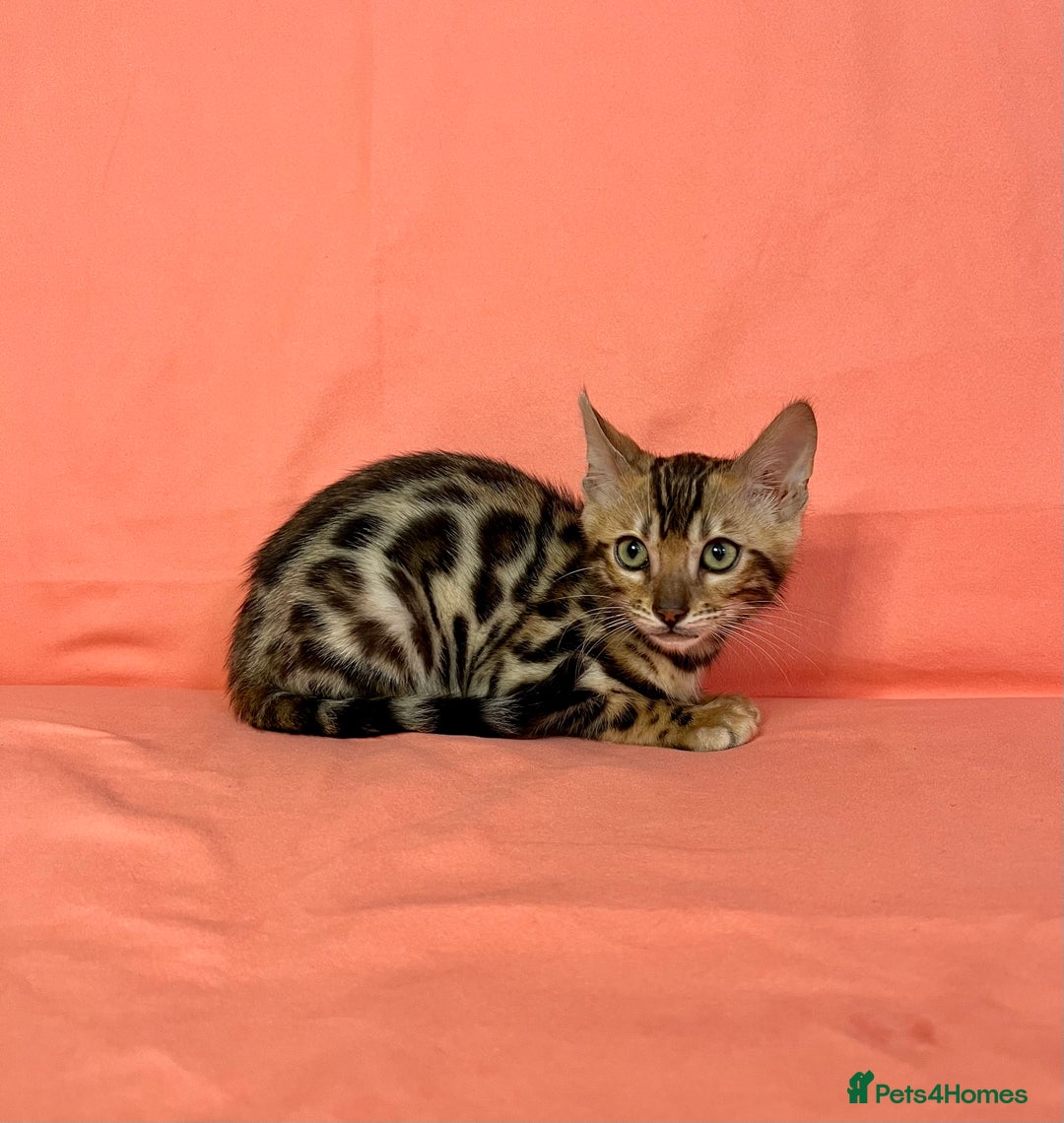 Bengal cats for sale: 🐾Purebred BENGAL Kittens🐾  - Image 27