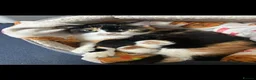 Mixed Breed cats for sale: Kittens - Advert 13