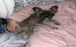 French Bulldog dogs for sale: French bulldog  - Image 10