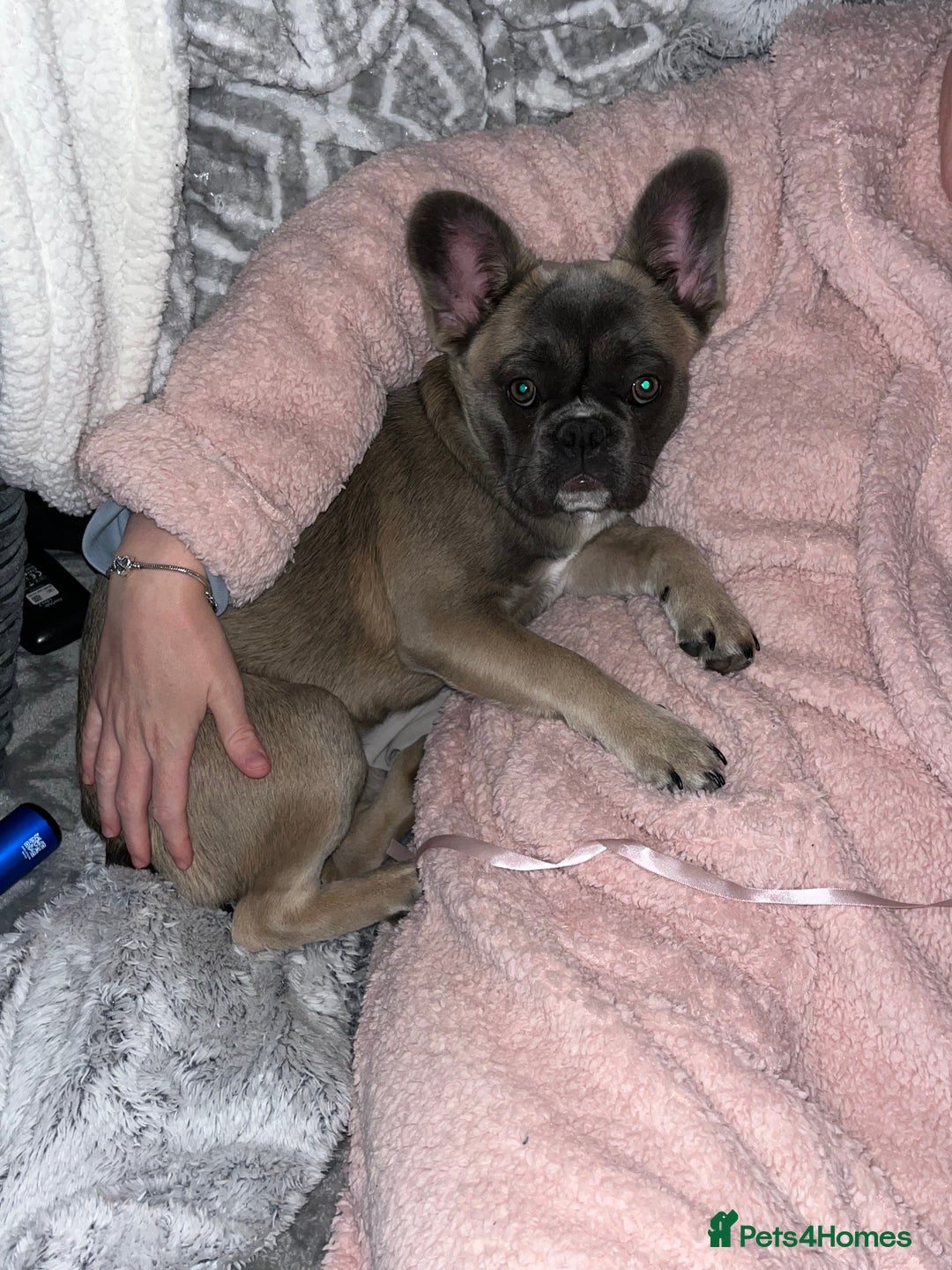 French Bulldog dogs for sale: French bulldog  - Image 10