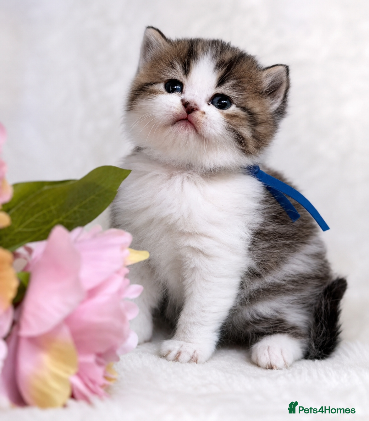 British Longhair cats BLH Adorable unique kittens TICA - Advert 16