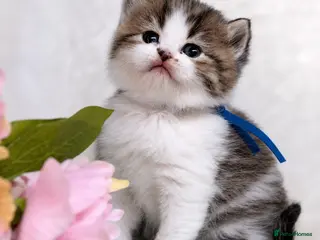 British Longhair cats BLH Adorable unique kittens TICA - Advert 2