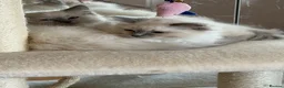 Ragdoll cats for sale: Adorable pedigree ragdoll babies  - Advert 2