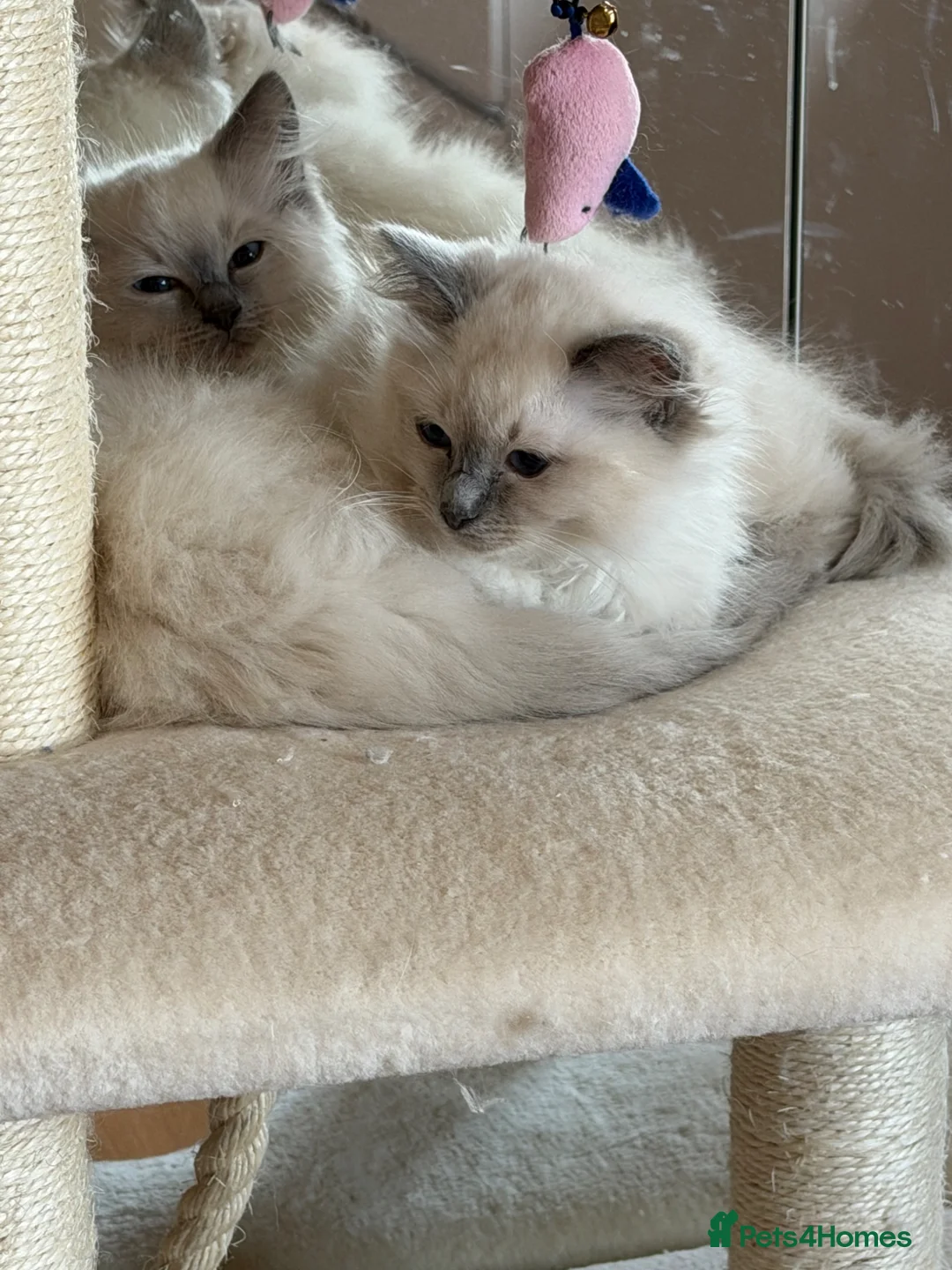 Ragdoll cats for sale: Adorable pedigree ragdoll babies  - Advert 2