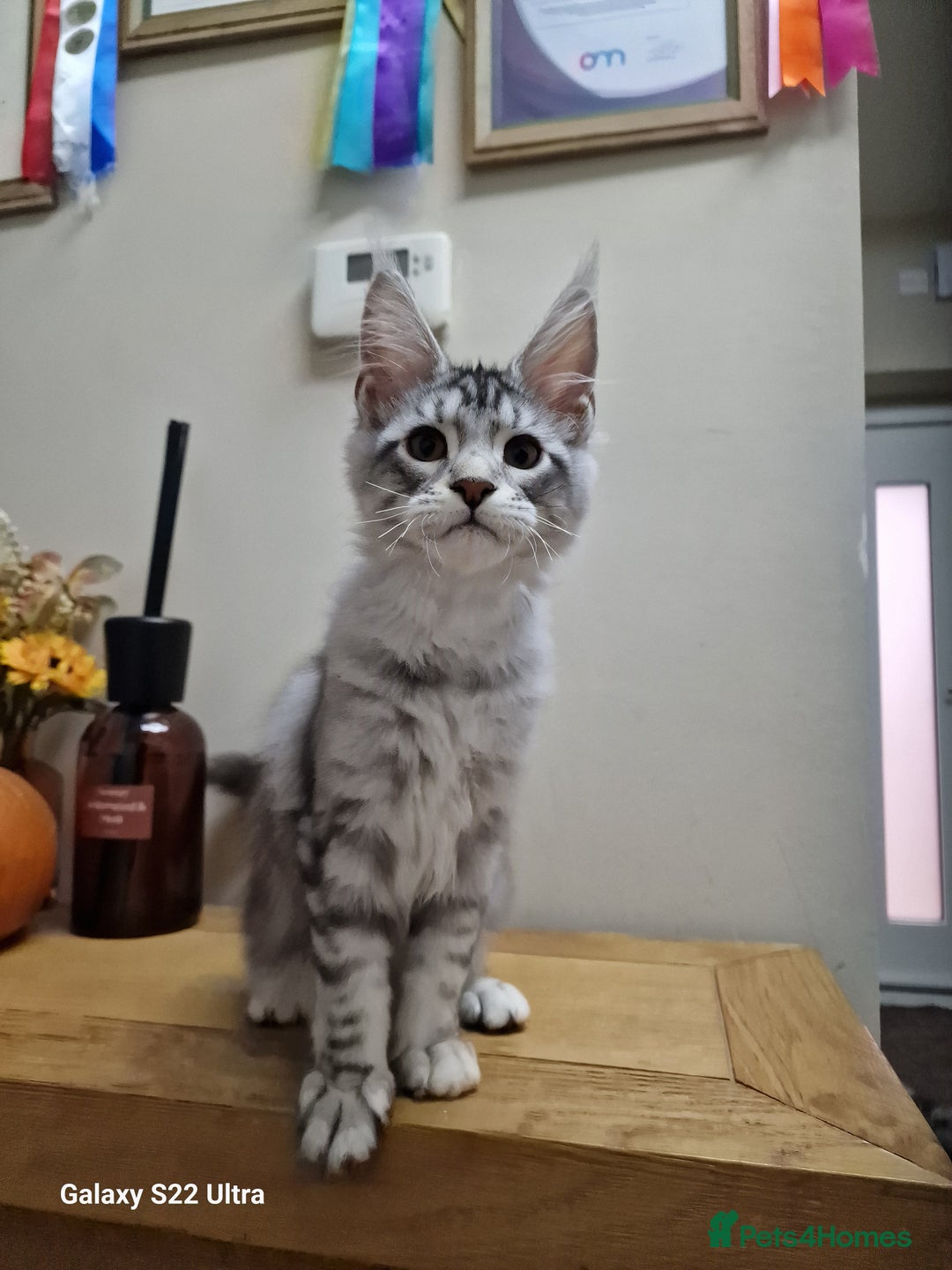 Maine Coon cats for sale: 🍁🍂Good females🏡🎯📣 - Image 38