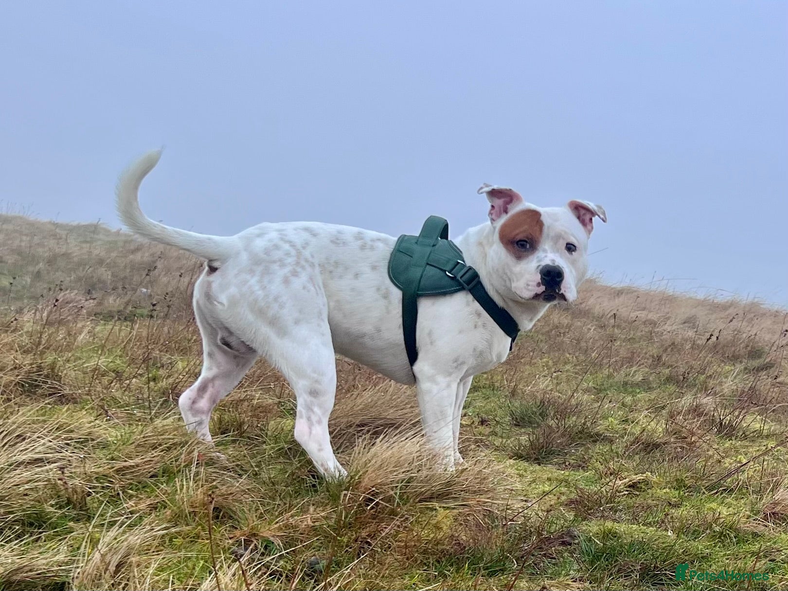 Staffordshire Bull Terrier dogs Staffordshire Bull - Advert 6