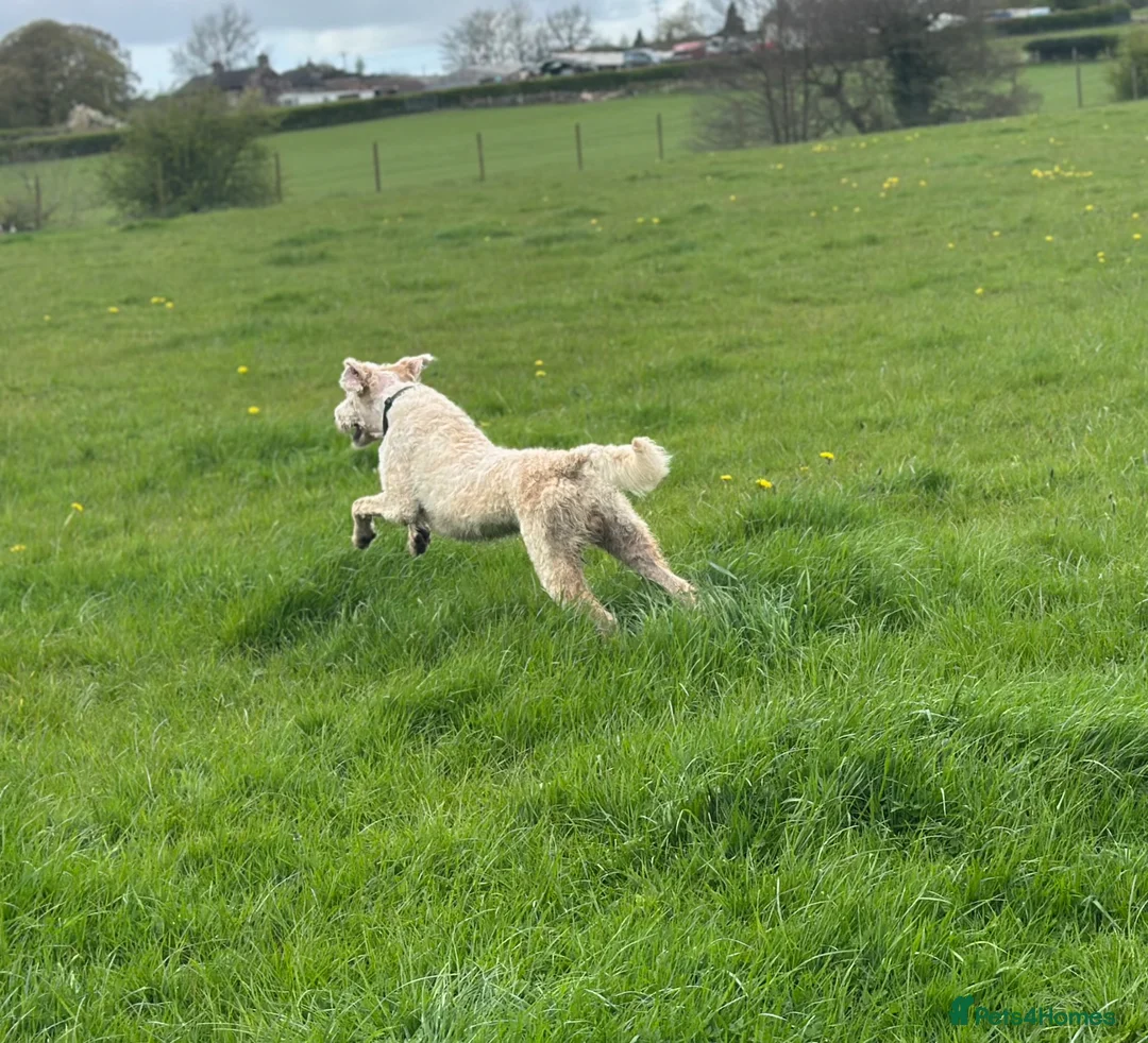 Mixed Breed dogs for sale: ST /BERNADOODLE BOY 10 MONTHS OLD - Advert 12