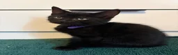 Mixed Breed cats for sale: 4 gorgeous black female kittens 🖤 - Advert 10