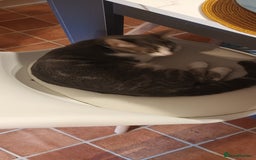 British Shorthair cats for sale: Bluebell is looking for a forever home - Image 7