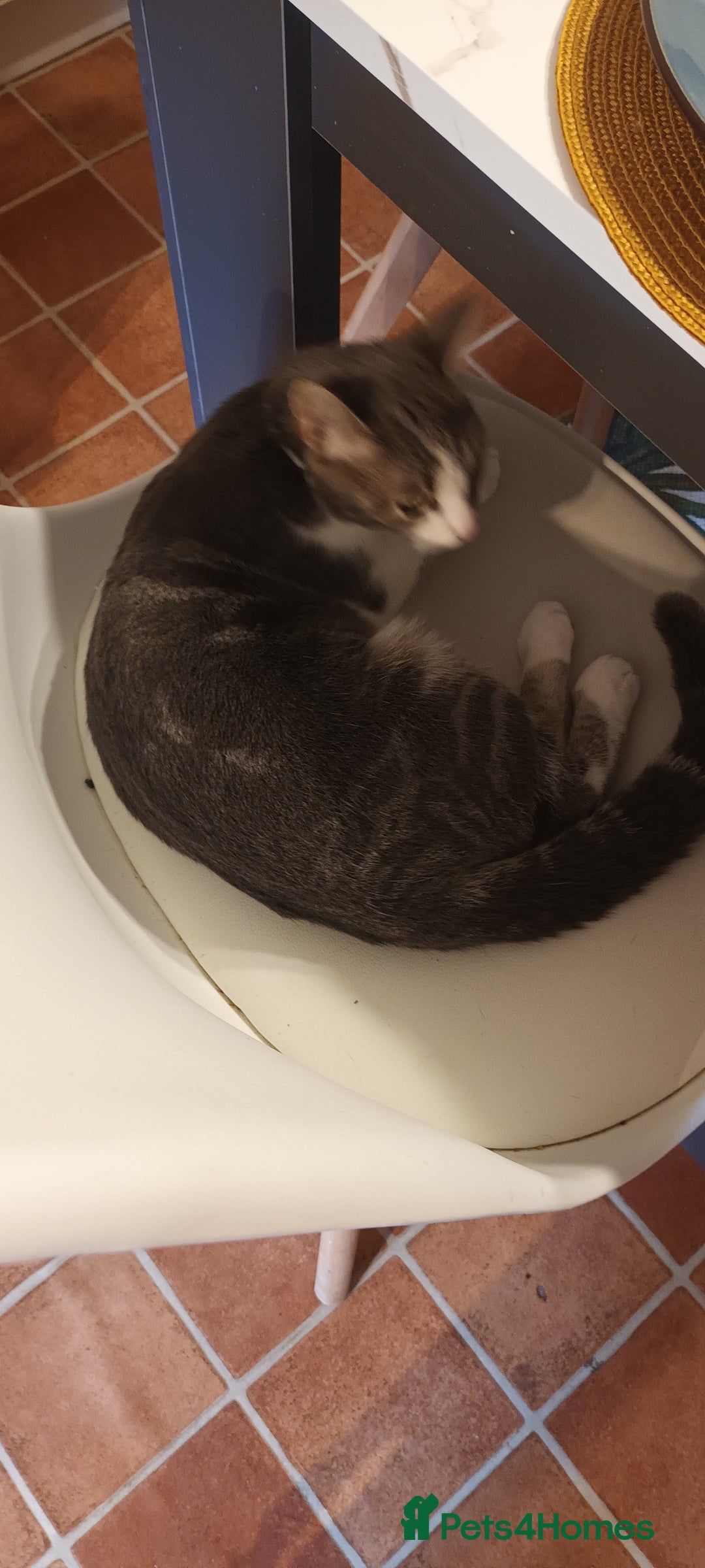 British Shorthair cats for sale: Bluebell is looking for a forever home - Image 7