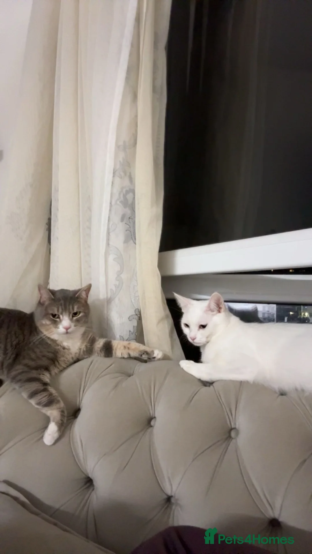 Turkish Angora cats for sale: Snowy & Milo Looking for a New Home 🐾 - Advert 1