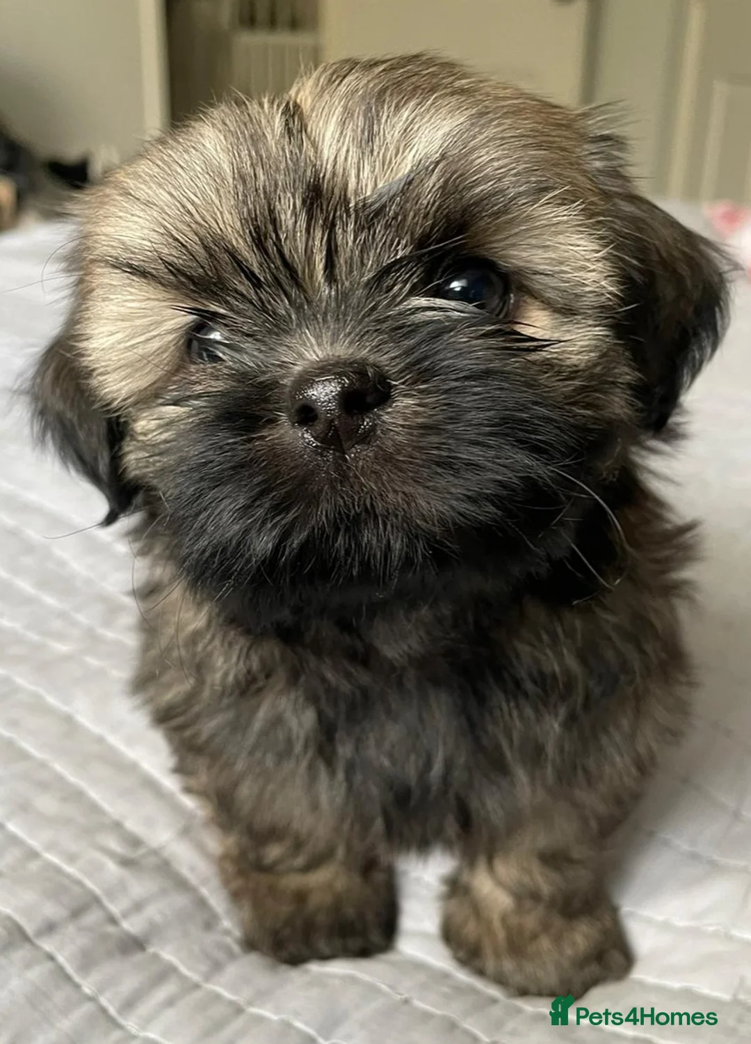 Shih Tzu dogs for sale: Imperial Shih Tzu Puppies - Advert 2