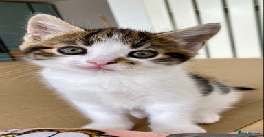 Mixed Breed cats - Advert 10