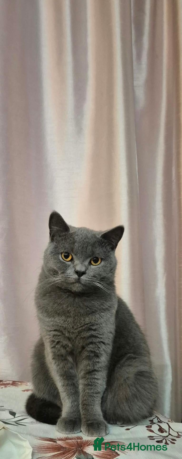 British Shorthair cats  Female British Shorthair  - Advert 2