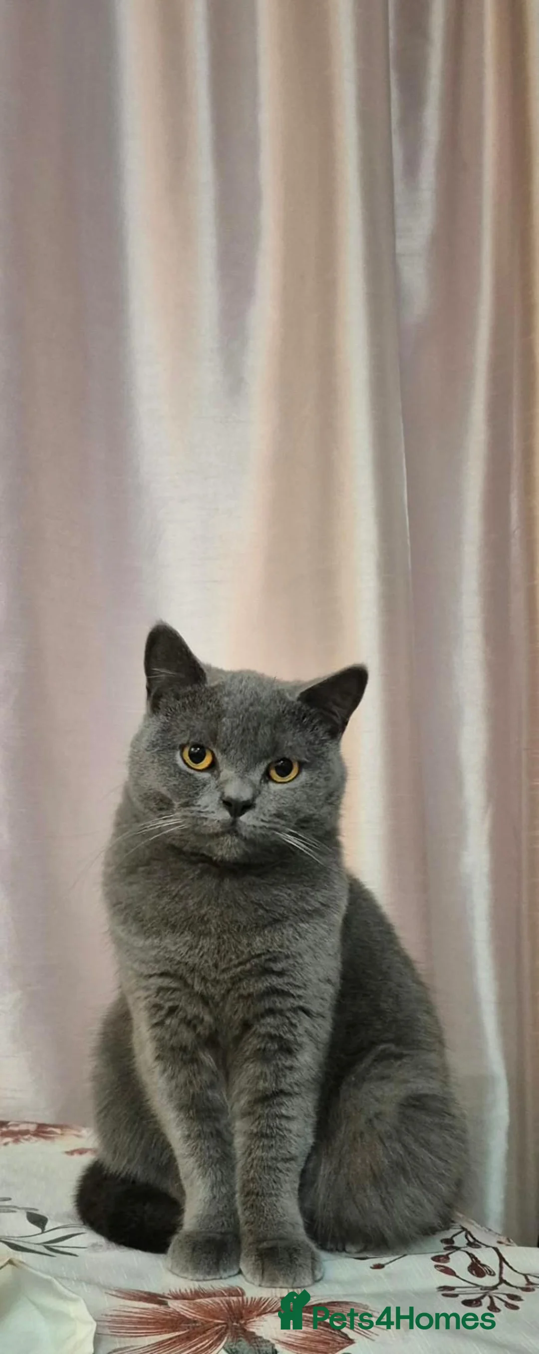 British Shorthair cats for sale:  Female British Shorthair  in Wellingborough - Advert 1