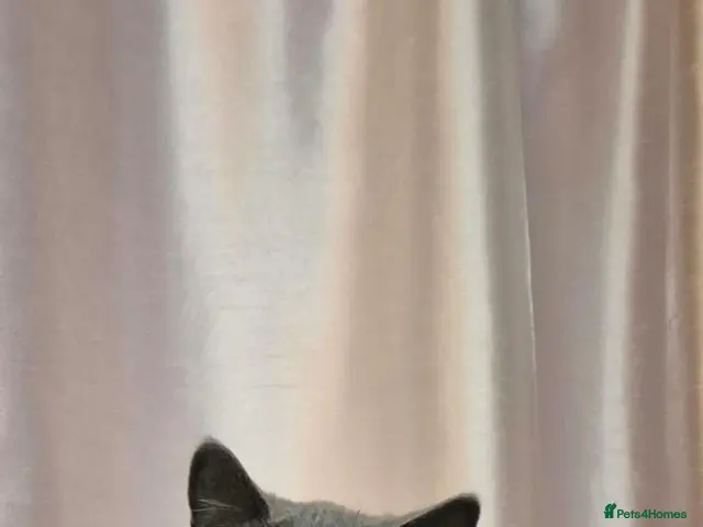 British Shorthair cats for sale: Female British Shorthair - Advert 6