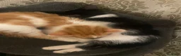 Mixed Breed cats for sale: 6 Beautiful Kittens ready to go  - Advert 5
