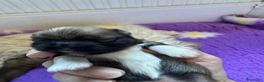 Lhasa Apso 1