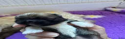 Lhasa Apso dogs for sale: KC reg Fabulous male Lhasa apso pra clear - Advert 4