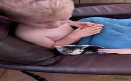Mixed Breed cats for sale: Mixed breed kittens - available immediately  - Image 8