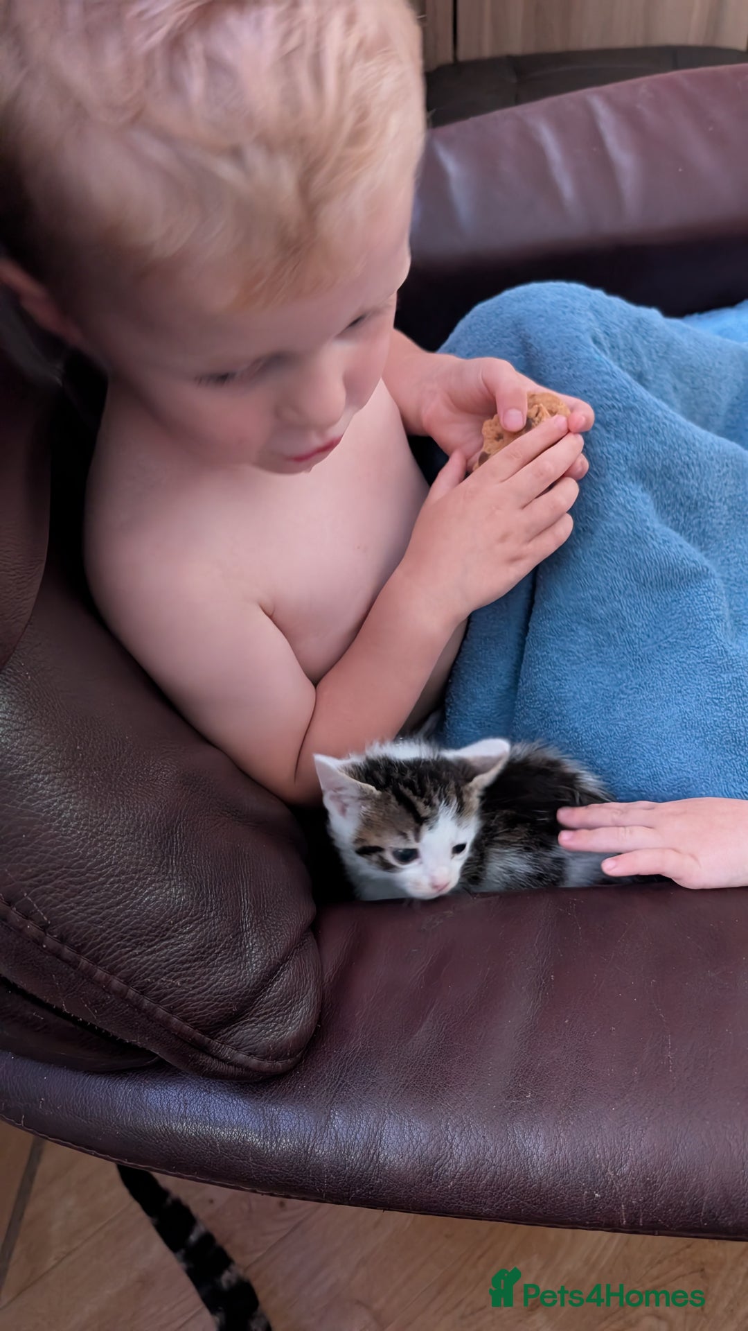 Mixed Breed cats for sale: Mixed breed kittens - available immediately  - Image 8