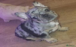 French Bulldog dogs for sale: stunning pups ready to leave  - Image 5