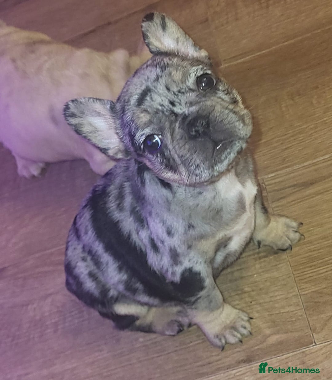 French Bulldog dogs for sale: stunning pups ready to leave  - Image 5