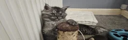 Maine Coon cats for sale: Large Maine Coon kittens regd European bloodline - Advert 1