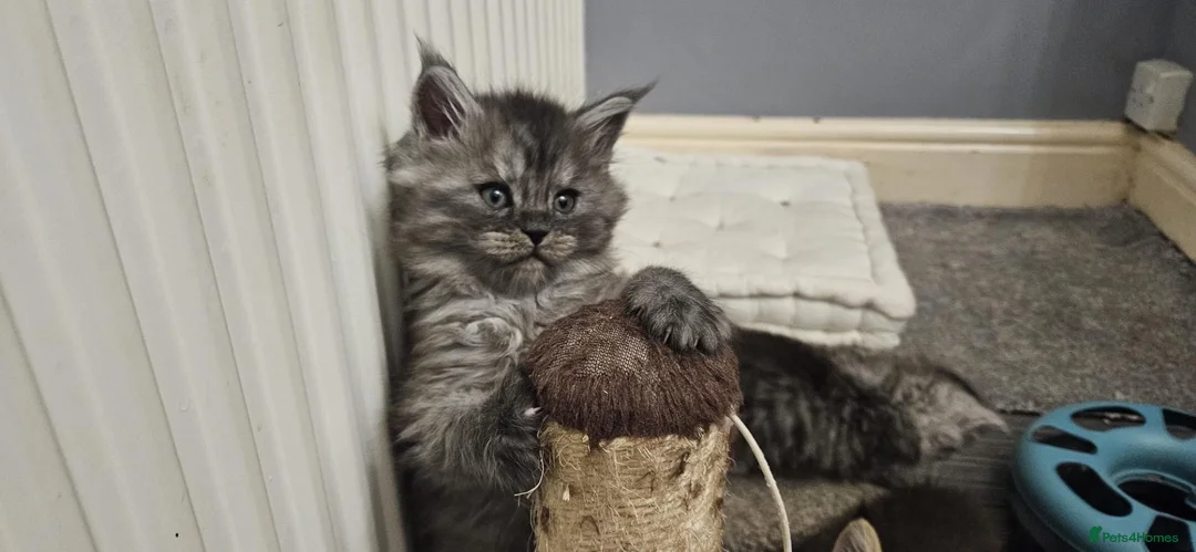 Maine Coon cats for sale: Large Maine Coon kittens regd European bloodline - Advert 1