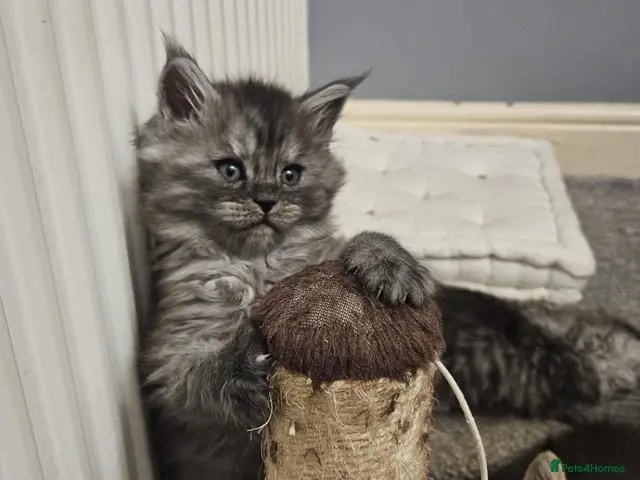Maine Coon cats for sale: Large Maine Coon kittens regd European bloodline - Advert 17