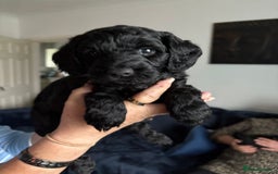 Cockapoo dogs for sale: 🐾Beautiful PRA CLEAR F2 Cockapoo puppies 🐾  - Image 19