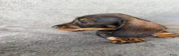 Miniature Dachshund dogs for sale: Beautiful wire miniature dachshund puppies 4 sale - Advert 10