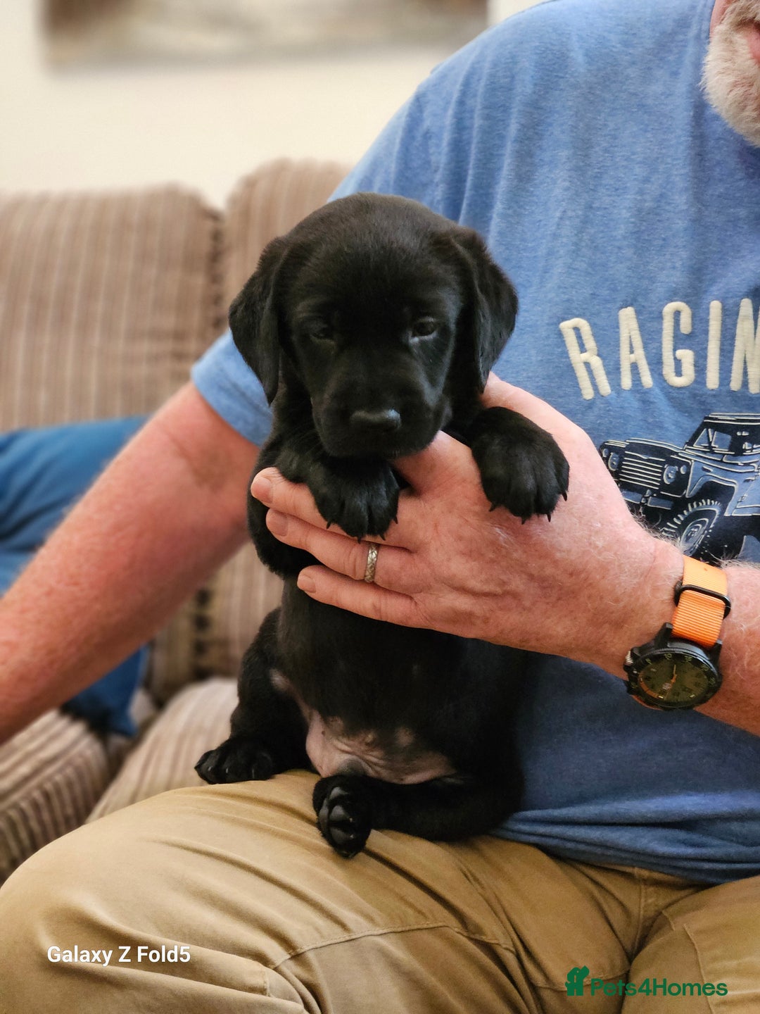 Labrador Retriever dogs for sale: Stunning litter Both Parents Health Tested - Image 11