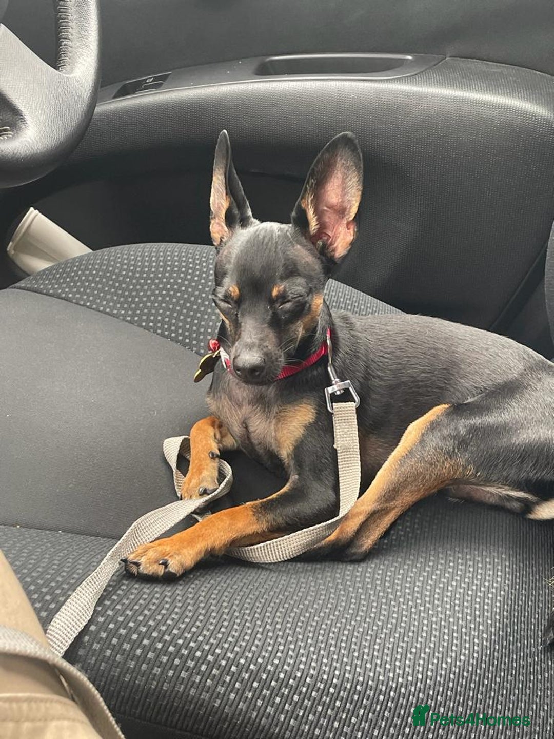 Miniature Pinscher dogs for stud: Mini Pincher - Enfield - Image 6